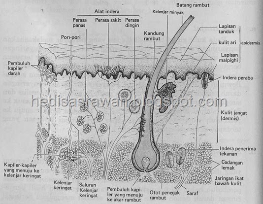 BAB 8. SISTEM EKSKRESI Handiqa Minudin